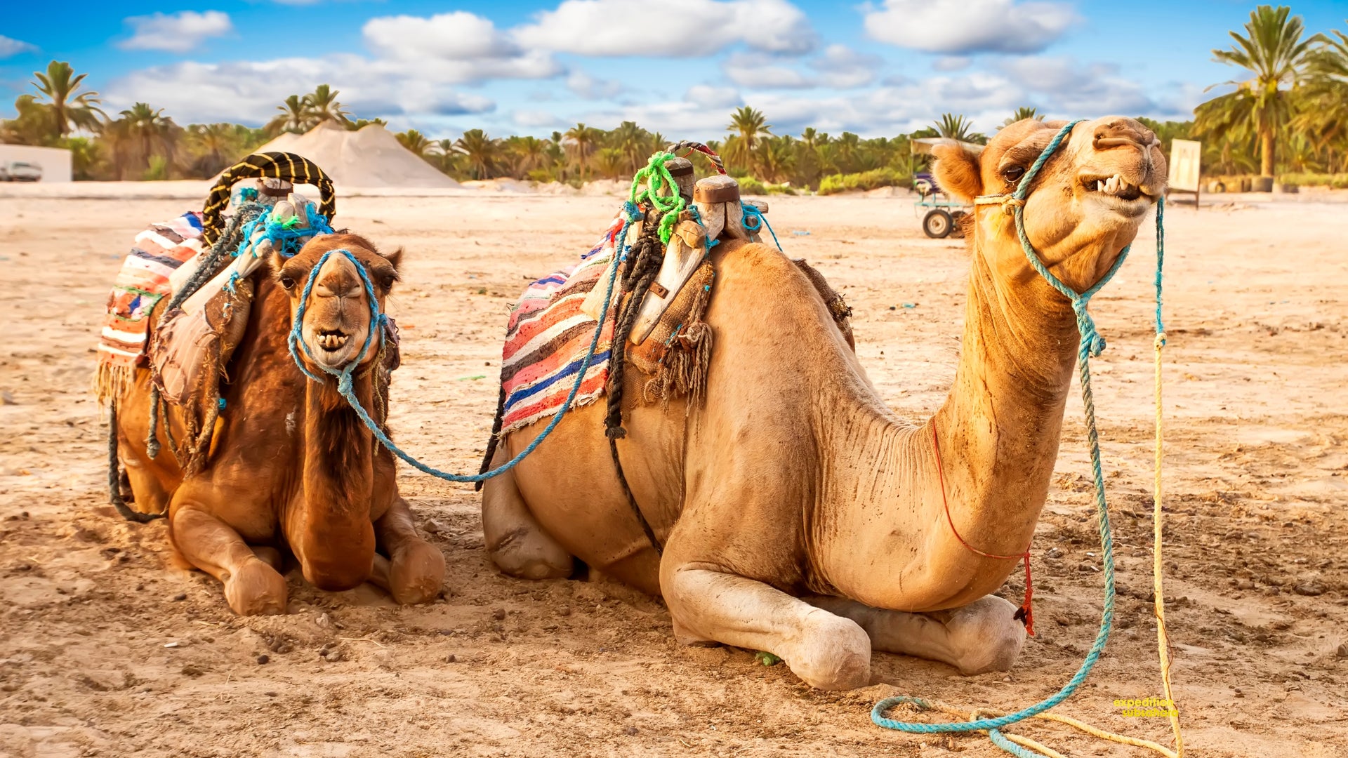 Discovering Tunisia: A Hidden Gem of North Africa