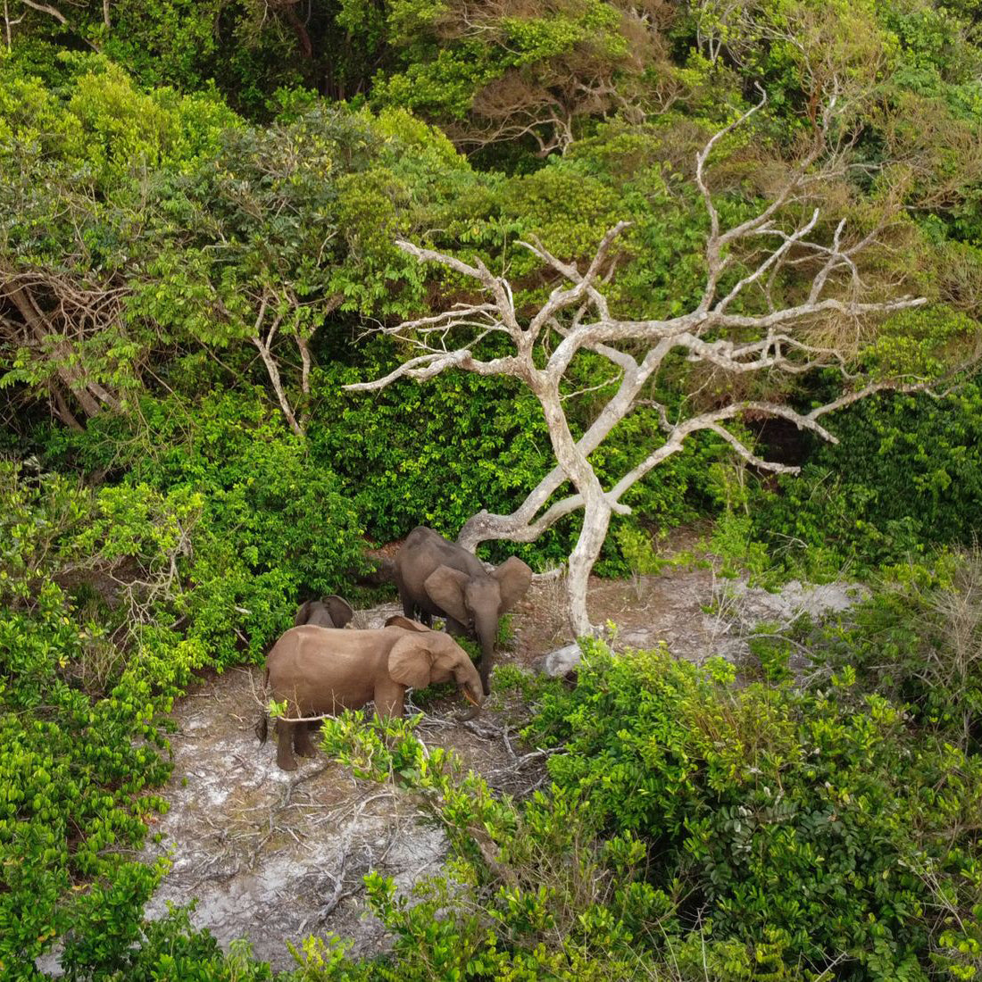 Explore Africa: visit Gabon