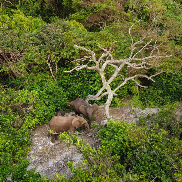 Explore Africa: visit Gabon