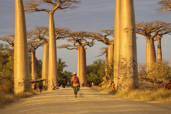 The Tree Of Life: The Baobab Tree